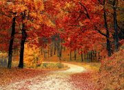 pexels-pixabay-33109